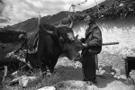 2008 - zanskar 