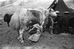 2008 - zanskar - dojení dimo